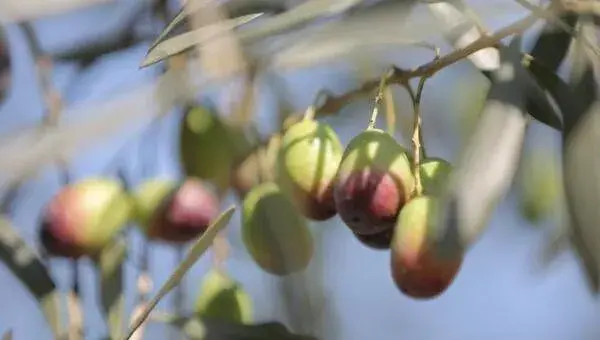 橄榄的育苗方法及苗期管理