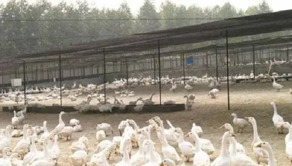 如何做到鹅舍的科学消毒？做好这四点尤为关键！