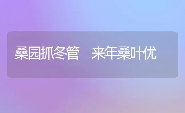 桑园抓冬管 来年桑叶优 | 植物知识