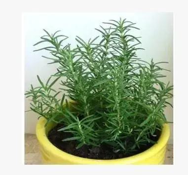 迷迭香盆栽养植注意？