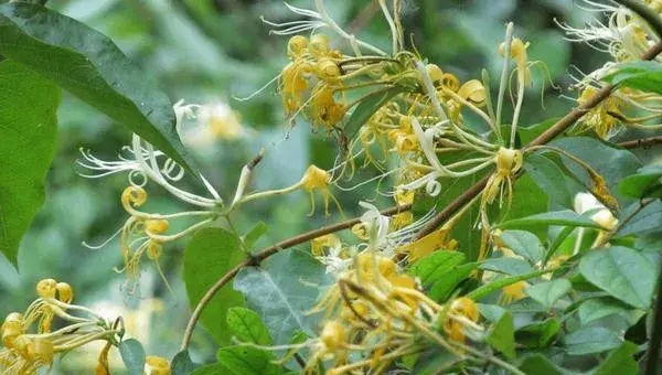 金银花的栽培技术 金银花种子怎么种