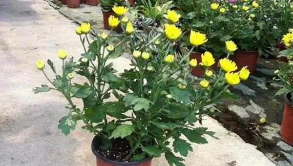 菊花盆栽怎么养 阳台养菊花方法与注意事项