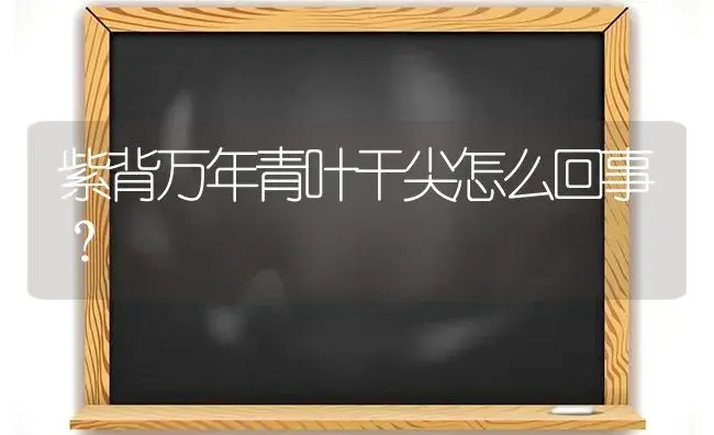 紫背万年青叶干尖怎么回事？ | 植物问答