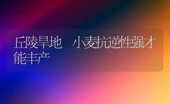 丘陵旱地 小麦抗逆性强才能丰产 | 植物科普