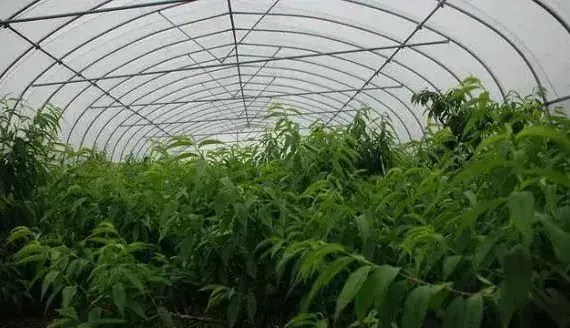大棚油桃扣棚后管理措施