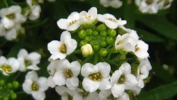 香雪球种子怎么种 香雪球的种植方法与注意事项