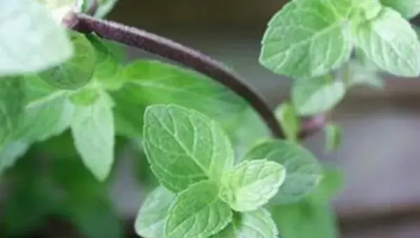 薄荷的种植方法和时间，根据当地环境及种植方式决定时间