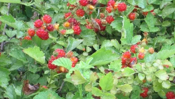 覆盘子怎么种 覆盘子种植方法与注意事项