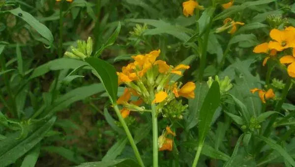 桂竹香好种吗 桂竹香种植方法与注意事项