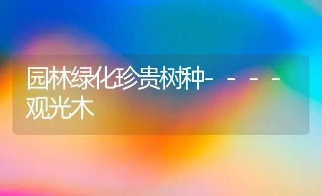 园林绿化珍贵树种----观光木 | 植物知识