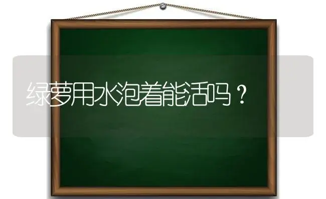 绿萝用水泡着能活吗？ | 植物问答