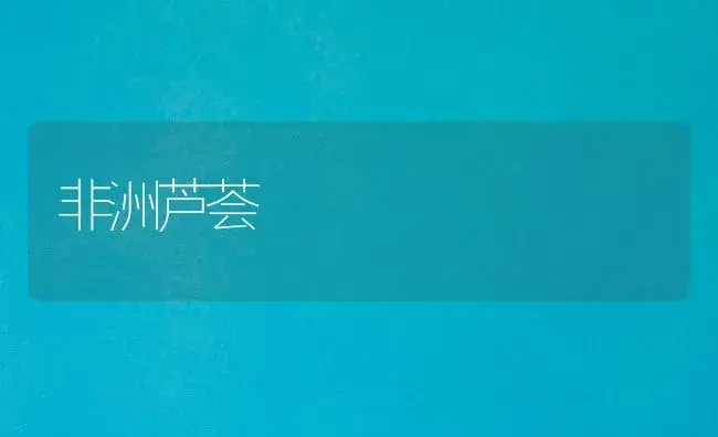 非洲芦荟 | 植物知识