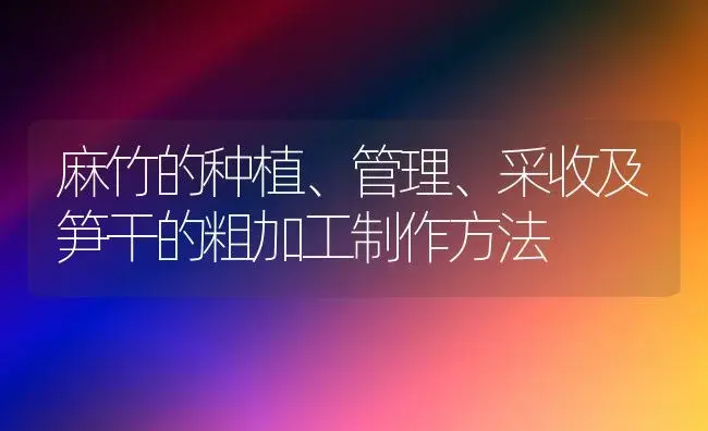 麻竹的种植、管理、采收及笋干的粗加工制作方法 | 植物科普