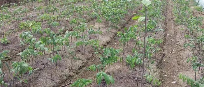 黄精种植技术 黄精的生长习性