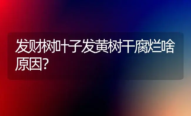 发财树叶子发黄树干腐烂啥原因？ | 植物问答