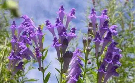 怎样标准化种植黄芩