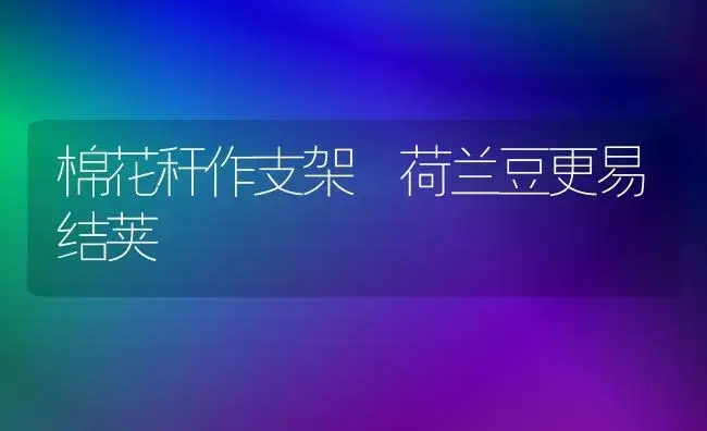 棉花秆作支架 荷兰豆更易结荚 | 植物科普