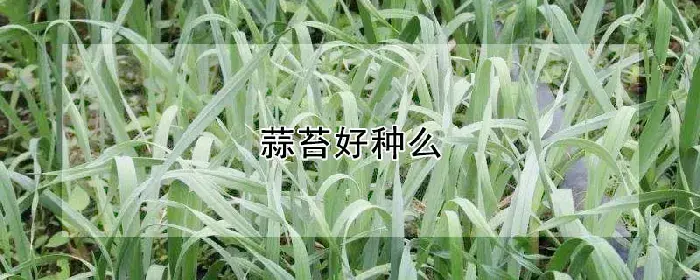 蒜苔好种么