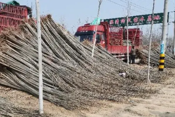 速生杨树苗价格 速生杨树种植技术