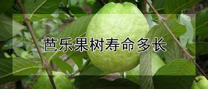 芭乐果树寿命多长