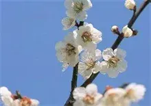 白梅花的功效与作用