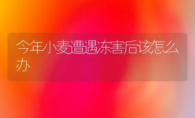 今年小麦遭遇冻害后该怎么办 | 植物科普