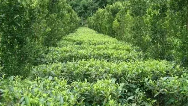 草果怎么种 草果种植技术与注意事项