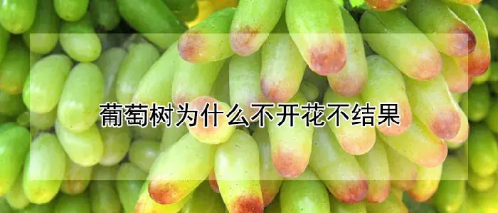 葡萄树为什么不开花不结果