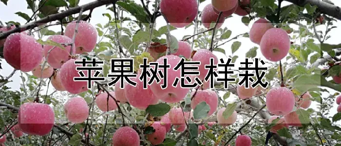 苹果树怎样栽