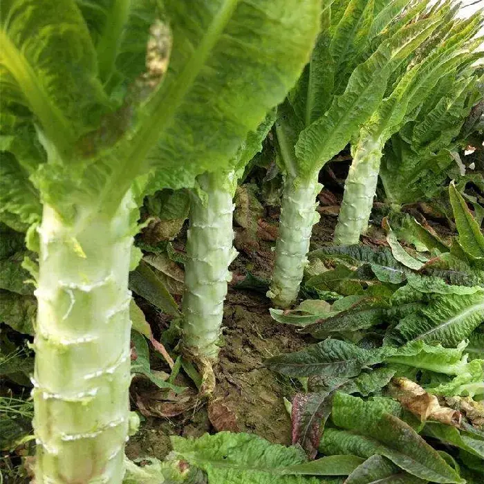 莴笋育苗的技术要点