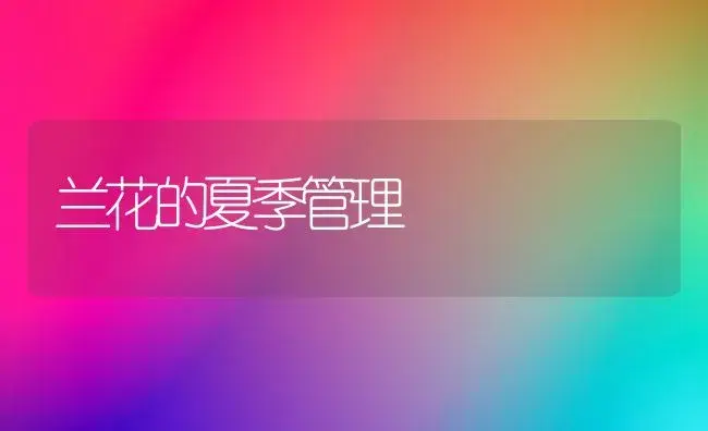兰花的夏季管理 | 植物科普