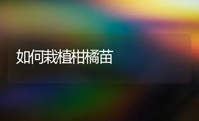 如何栽植柑橘苗 | 植物科普