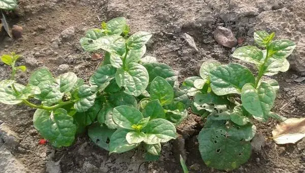 木耳菜的种植方法