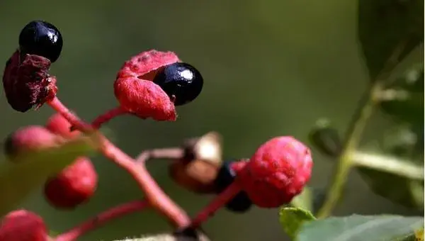 花椒树的扦插种植方法介绍