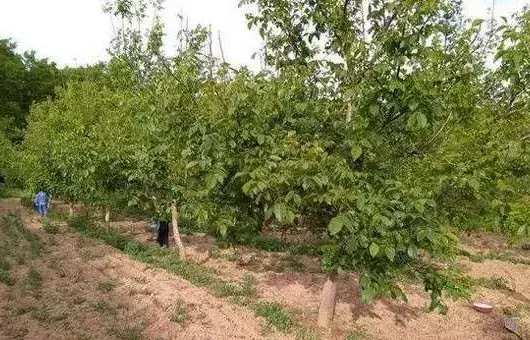 苹果园落叶怎么办？预防措施介绍