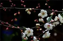 四季梅花的繁殖方法