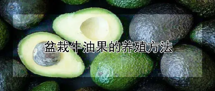 盆栽牛油果的养殖方法
