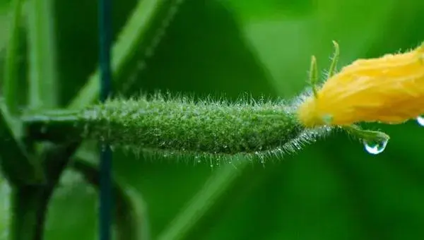 2018种黄瓜赚钱吗？黄瓜种植的利润与投资成本及前景预测