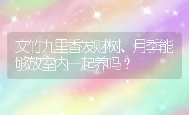 文竹九里香发财树、月季能够放室内一起养吗？ | 植物问答