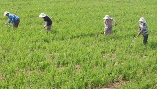 旱稻种植时间和方法，春播4至5月，夏播6月中旬