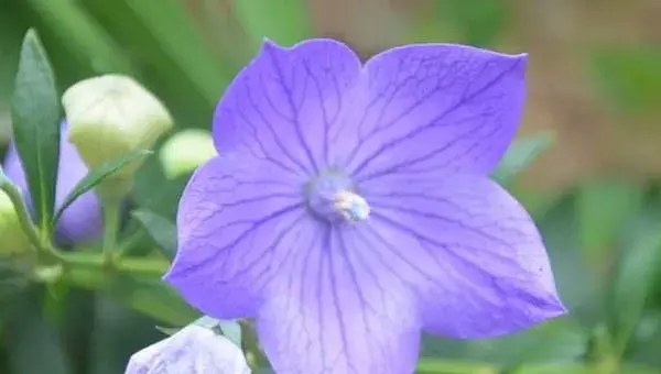 桔梗的种植季节和方法，可选春播和冬播