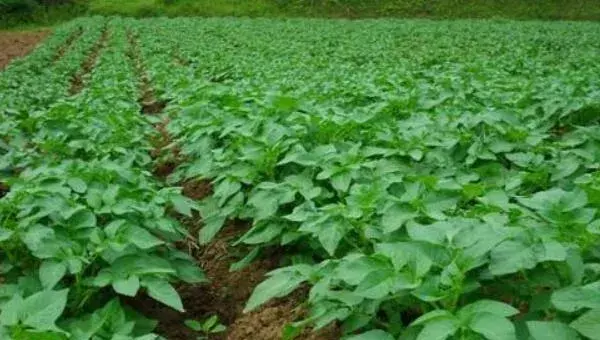 土豆种植最佳时间 什么时间种土豆