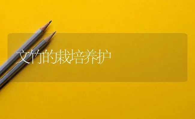 文竹的栽培养护 | 植物知识