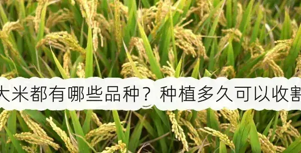 大米都有哪些品种？种植多久可以收割