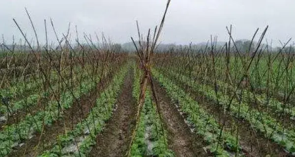 长豆角露地种植亩产多少斤 种一亩豆角的利润有多少