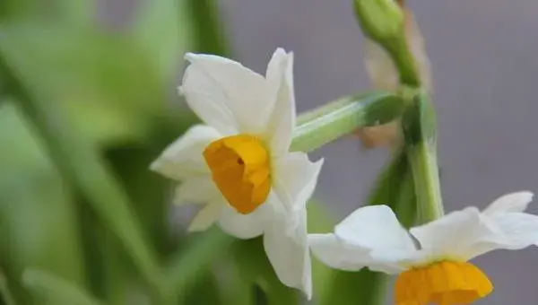 如何养水仙花 水仙花怎么种