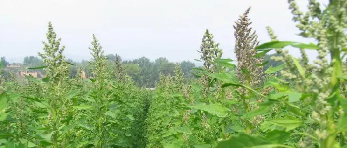 藜麦的种植效益怎么样 藜麦种植前景分析