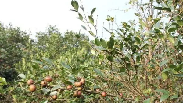 山茶树种植技术 山茶树几年结果