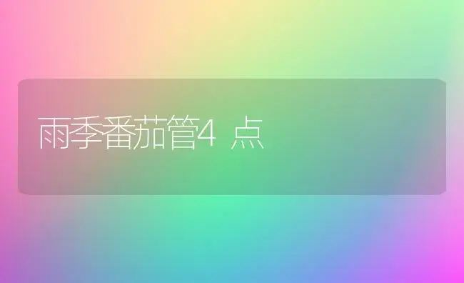 雨季番茄管4点 | 植物科普