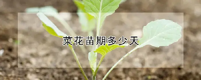 菜花苗期多少天
